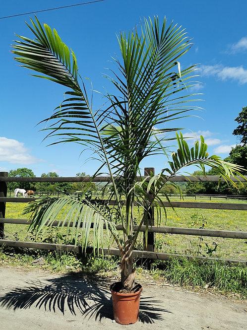 Palm Ravenea Rivularis - View 9 from www redcrocus com