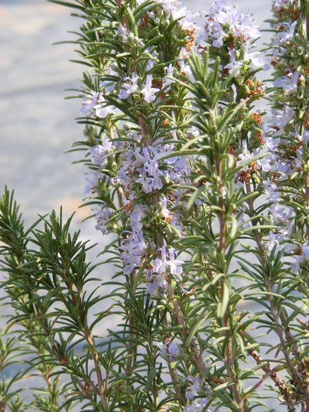 Rosmarinus Officinalis Tuscan Blue Rosemary - View 14 from www redcrocus com