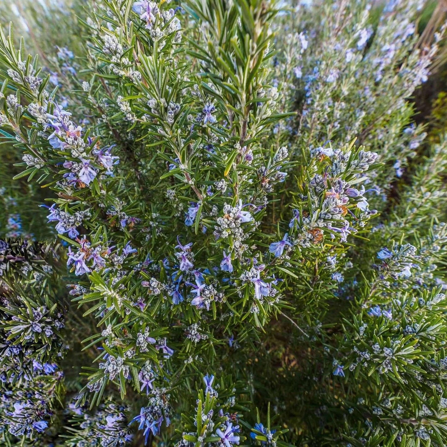 Rosmarinus Officinalis Tuscan Blue Rosemary - View 8 from www redcrocus com