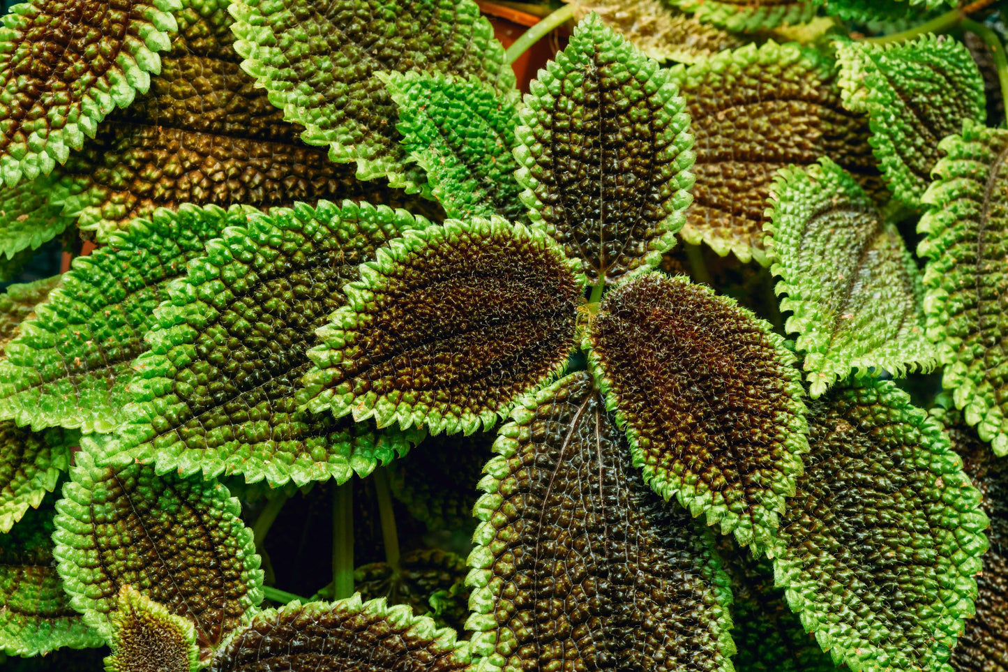 Pilea, Assorted - View 11 from www redcrocus com