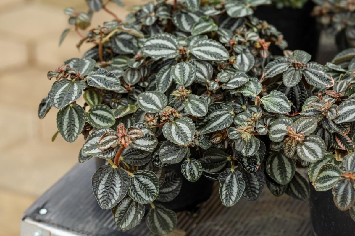 Pilea, Assorted - View 12 from www redcrocus com