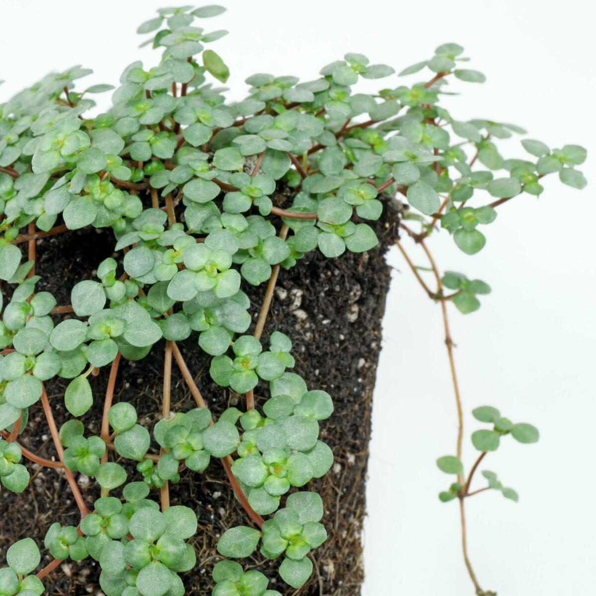Pilea, Assorted - View 15 from www redcrocus com