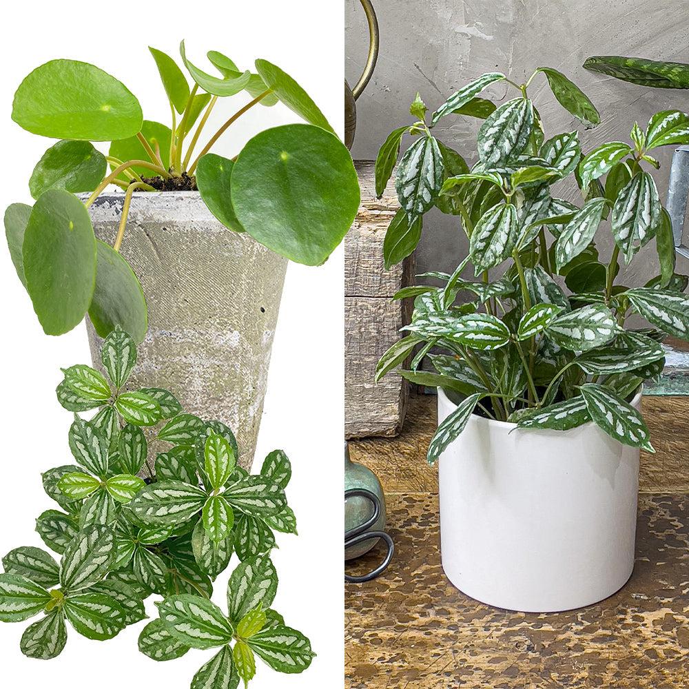 Pilea, Assorted - View 17 from www redcrocus com