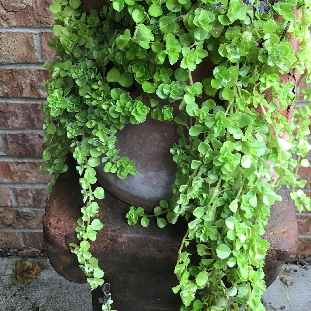 Pilea, Assorted - View 18 from www redcrocus com