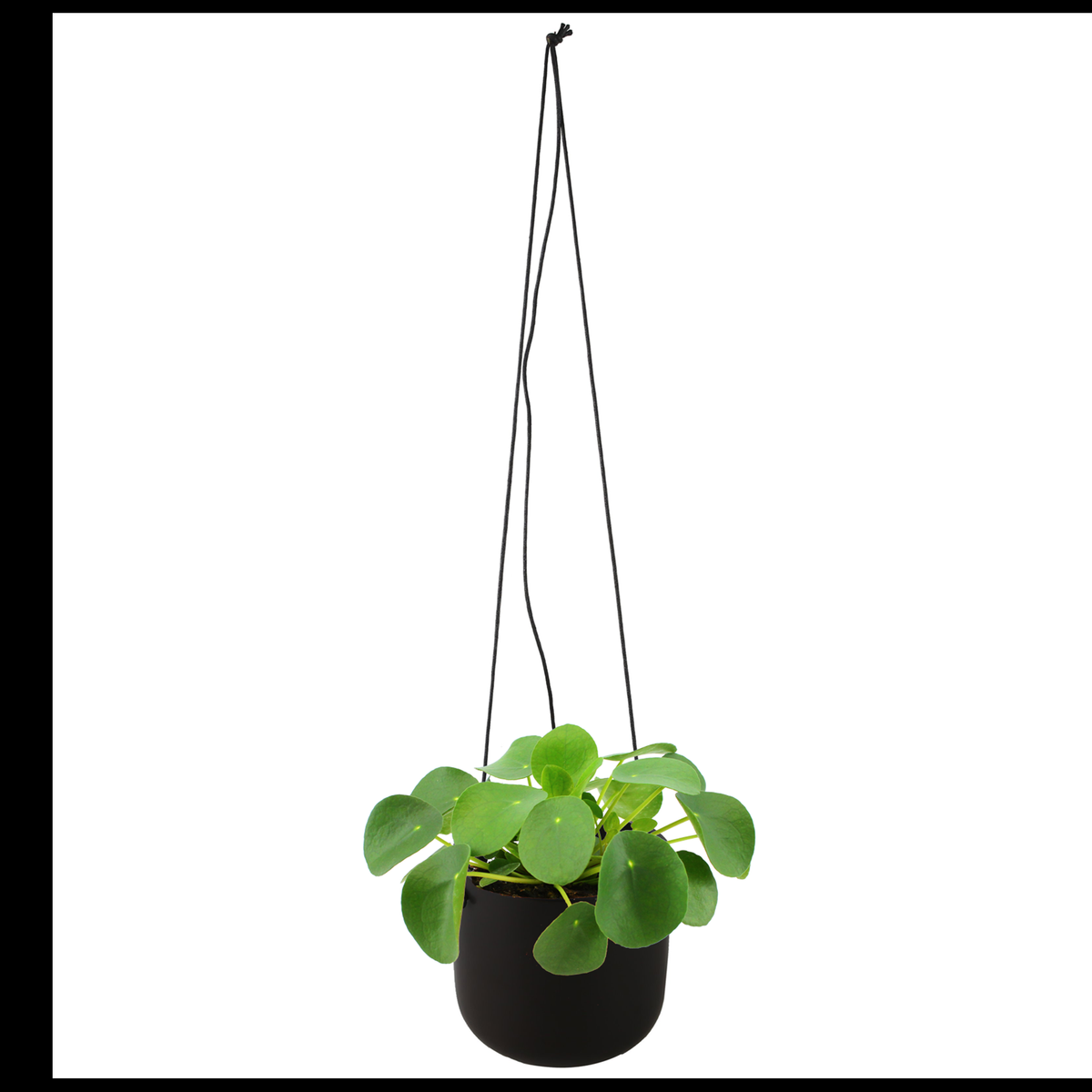 Pilea, Assorted - View 4 from www redcrocus com