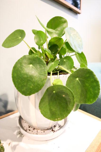 Pilea, Assorted - View 6 from www redcrocus com