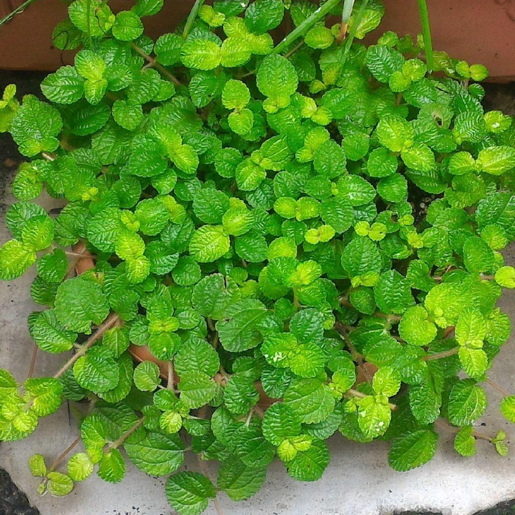 Pilea Assorted - View 13 from www redcrocus com