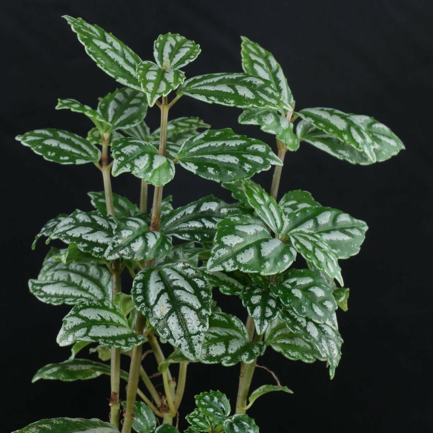 Pilea Assorted - View 19 from www redcrocus com