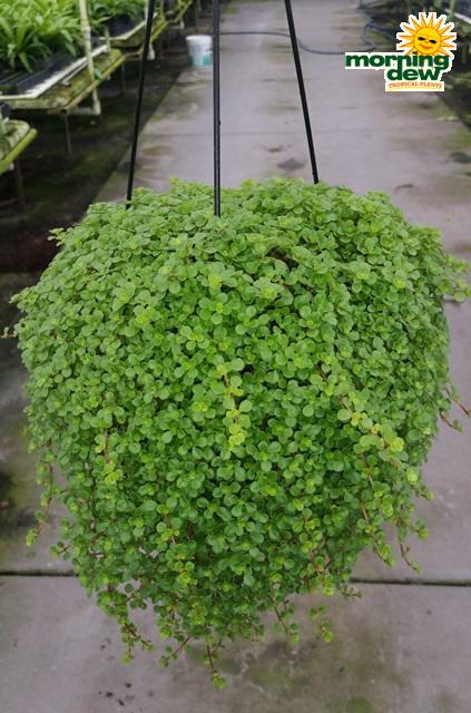 Pilea Assorted - View 3 from www redcrocus com