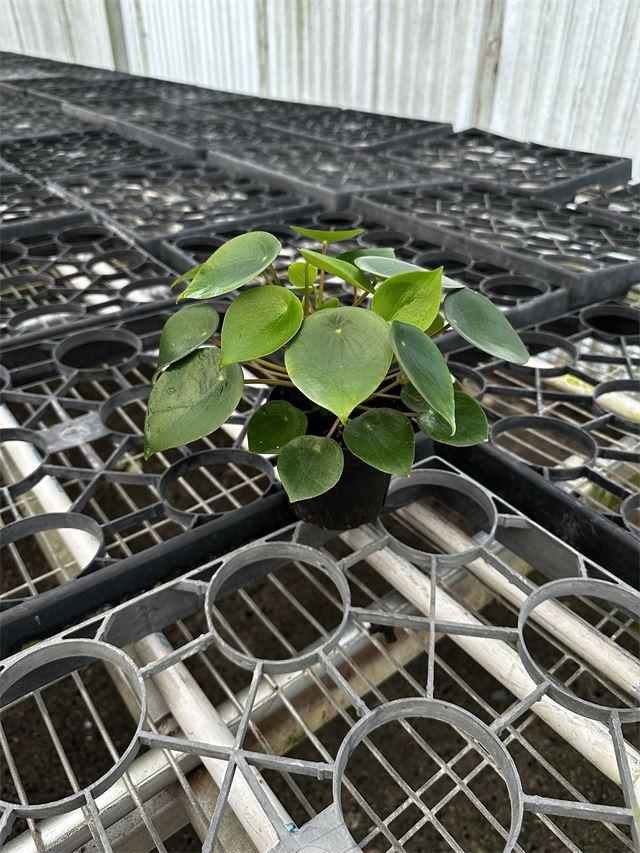 Pilea Assorted - View 5 from www redcrocus com