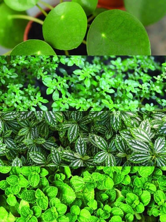 Pilea Assorted - View 7 from www redcrocus com