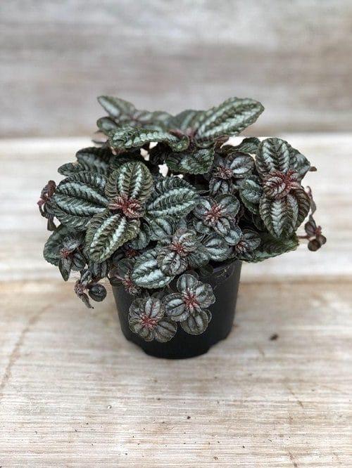 Pilea Assorted - View 8 from www redcrocus com