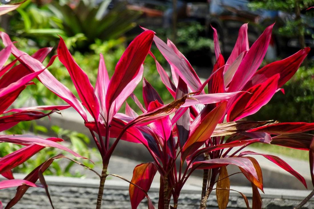 Cordyline Fruticosa, Assorted - View 7 from www redcrocus com