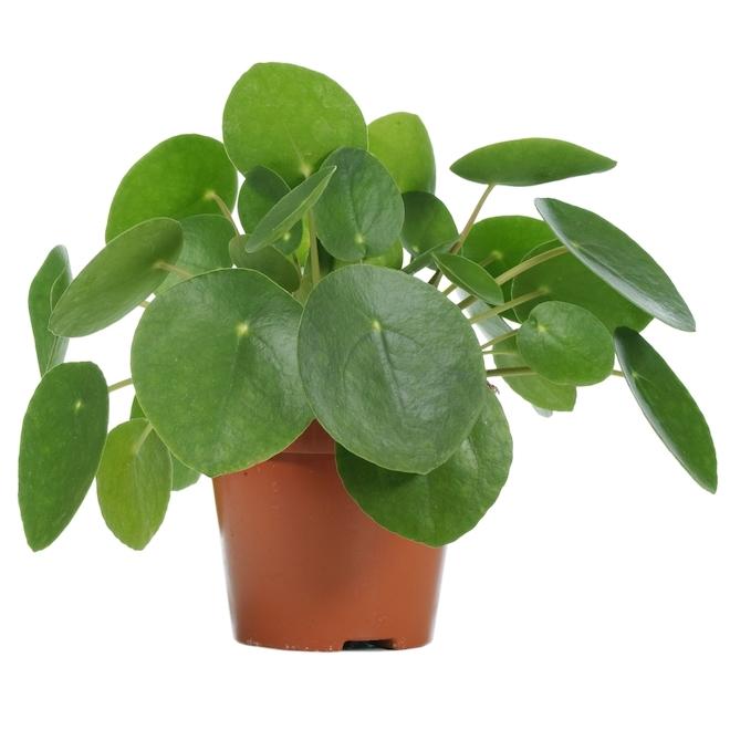 Pilea 2c Assorted 7 63c779f3 Ccdf 4d8e Bd87 E9eab313349b from www redcrocus com