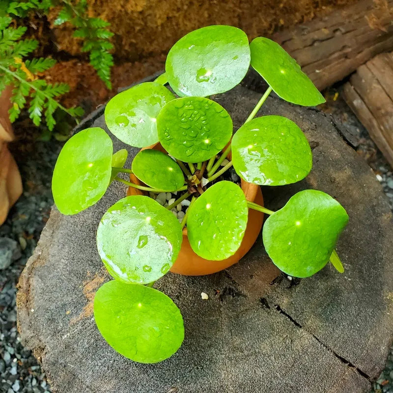 Pilea 2c Assorted 9 E3dd1e64 214f 498d B282 8bedd5fb8906 from www redcrocus com