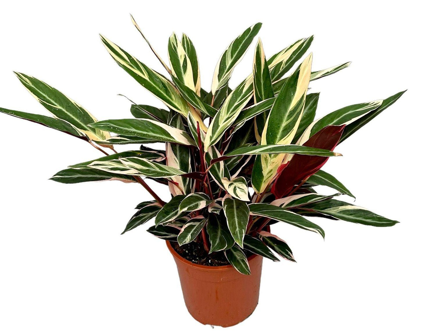 Stromanthe Sanguinea Triostar - View 10 from www redcrocus com