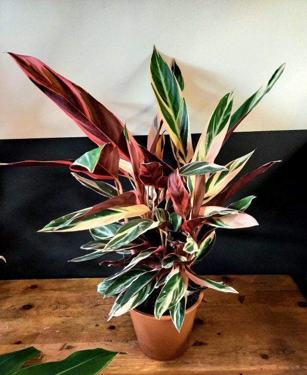 Stromanthe Sanguinea Triostar - View 11 from www redcrocus com