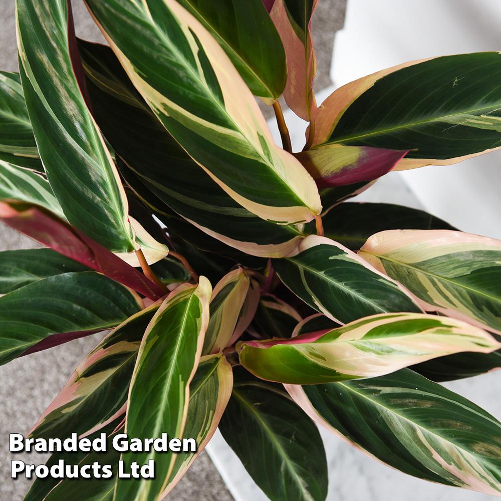 Stromanthe Sanguinea Triostar - View 13 from www redcrocus com