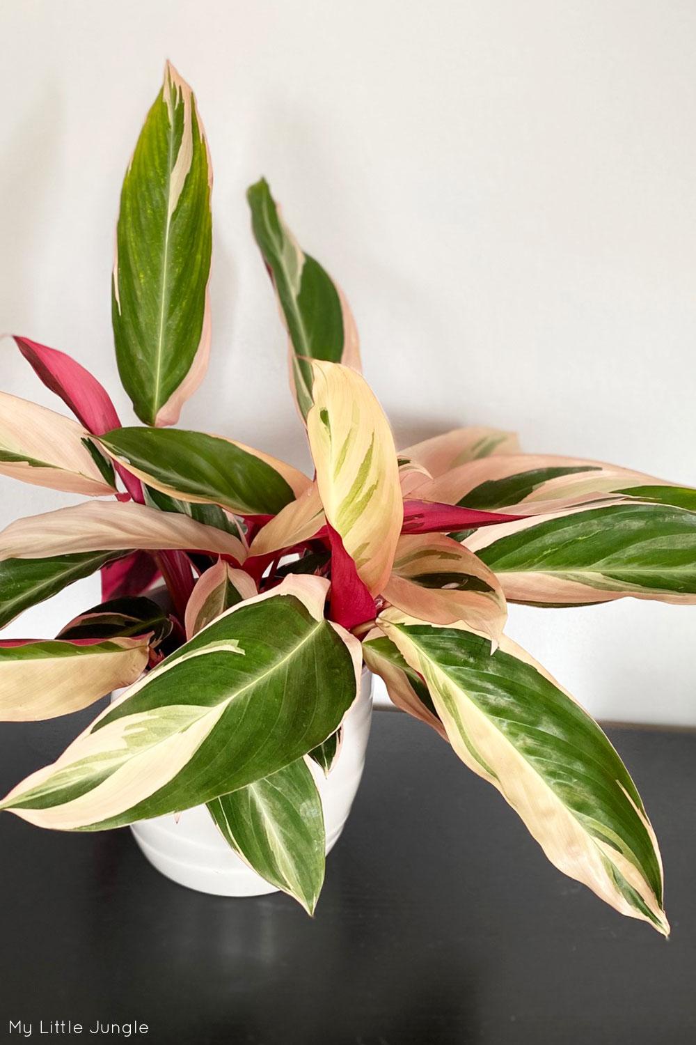 Stromanthe Sanguinea Triostar - View 14 from www redcrocus com