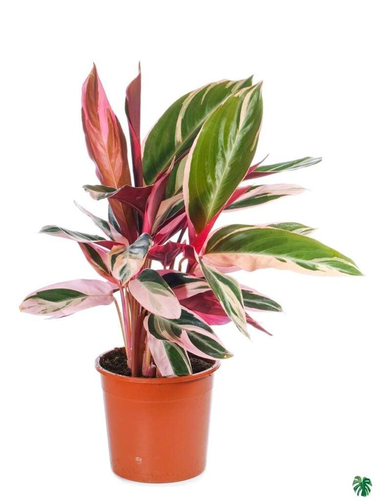 Stromanthe Sanguinea Triostar - View 15 from www redcrocus com