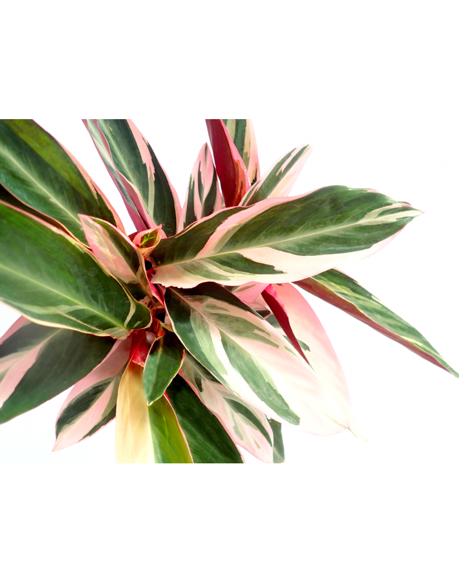 Stromanthe Sanguinea Triostar - View 15 from www redcrocus com