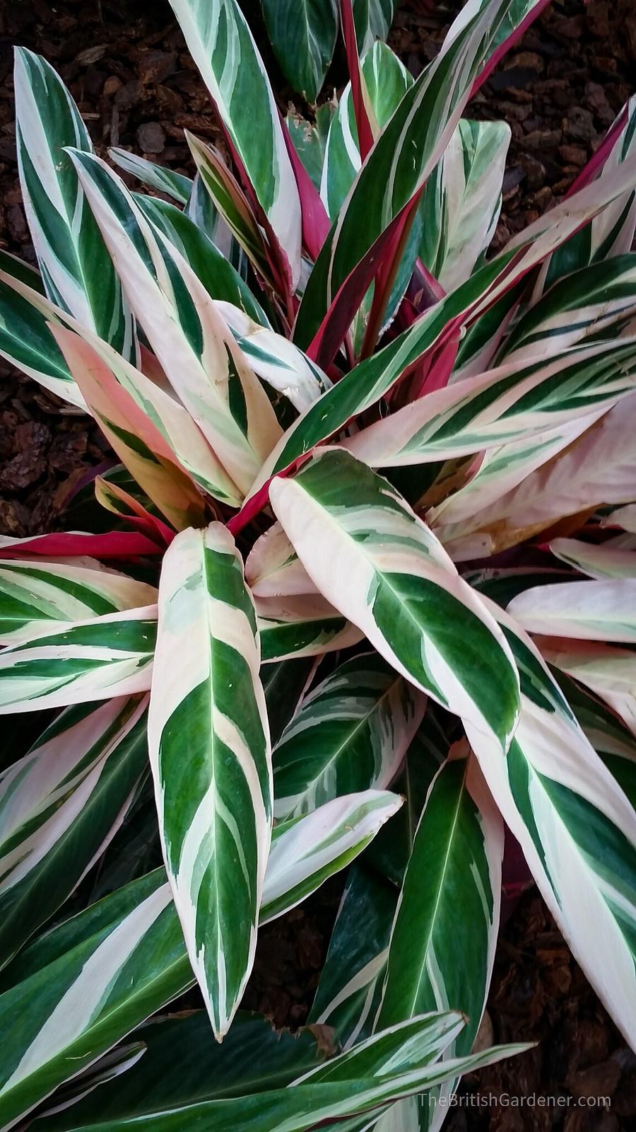Stromanthe Sanguinea Triostar - View 16 from www redcrocus com