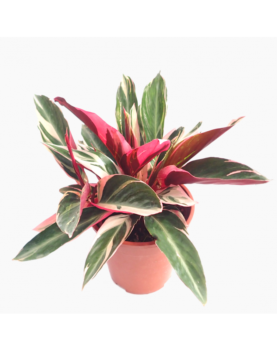 Stromanthe Sanguinea Triostar - View 16 from www redcrocus com
