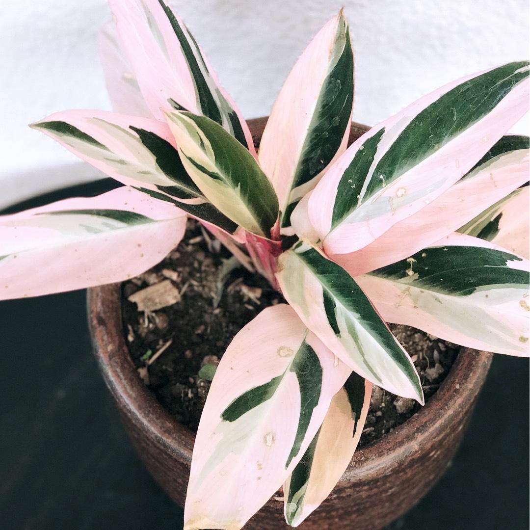 Stromanthe Sanguinea Triostar - View 17 from www redcrocus com