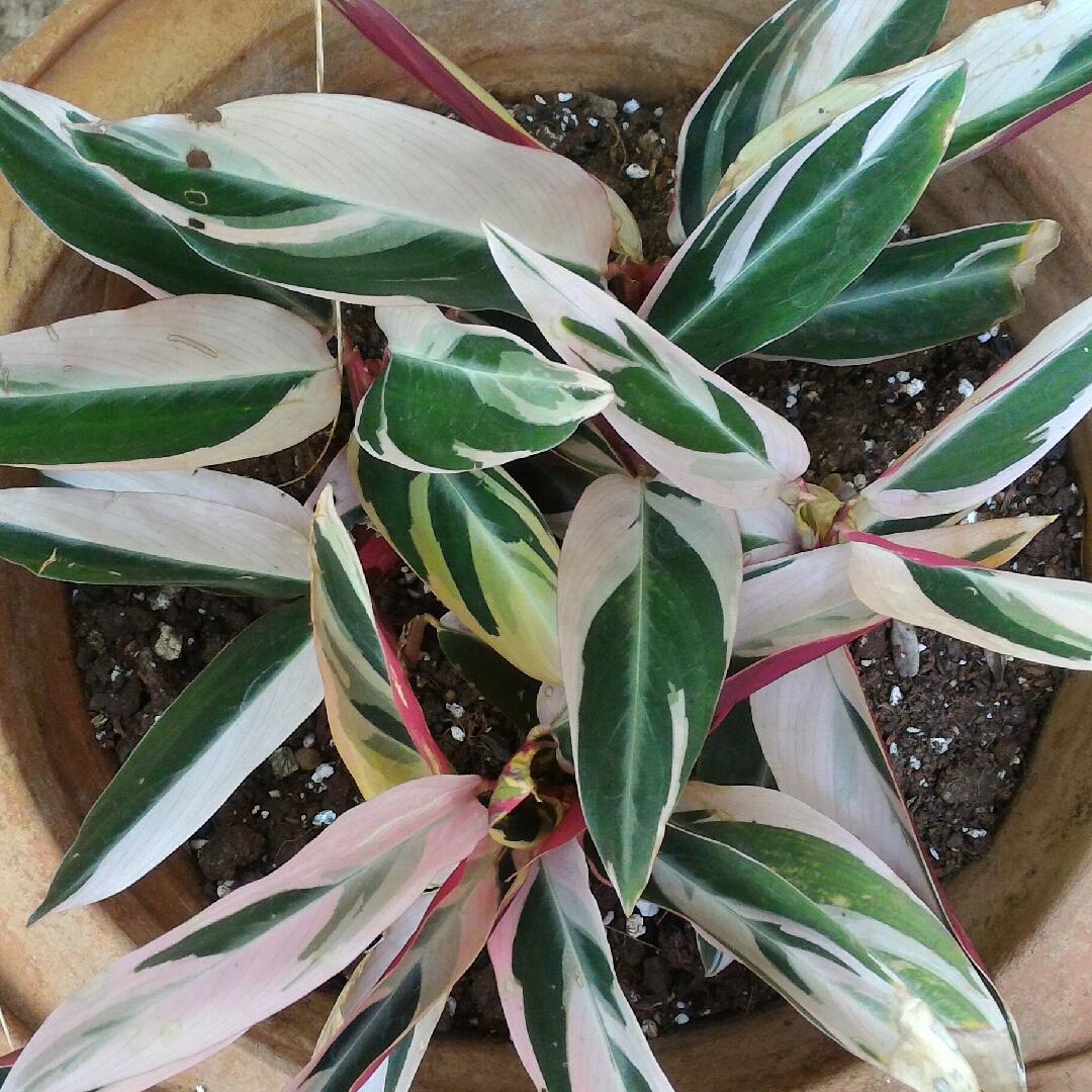 Stromanthe Sanguinea Triostar - View 18 from www redcrocus com