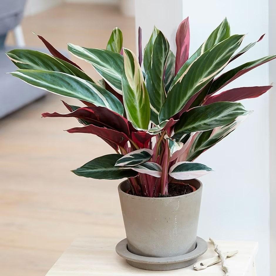 Stromanthe Sanguinea Triostar - View 20 from www redcrocus com