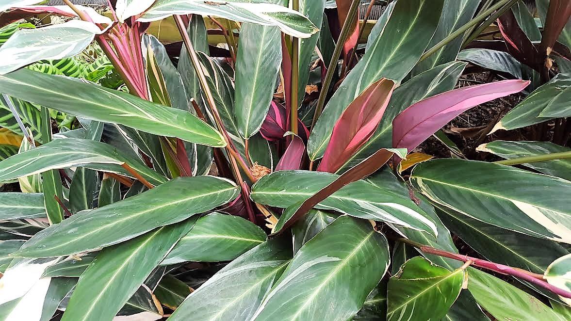 Stromanthe Sanguinea Triostar - View 2 from www redcrocus com