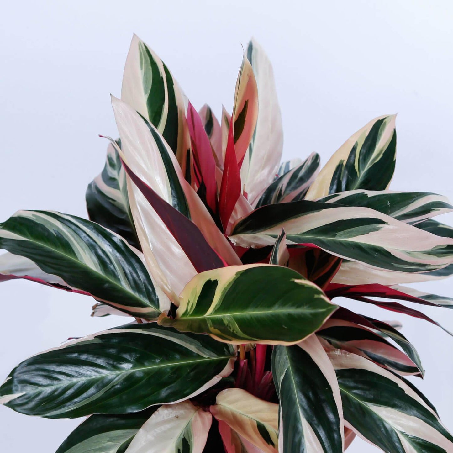 Stromanthe Sanguinea Triostar - View 4 from www redcrocus com
