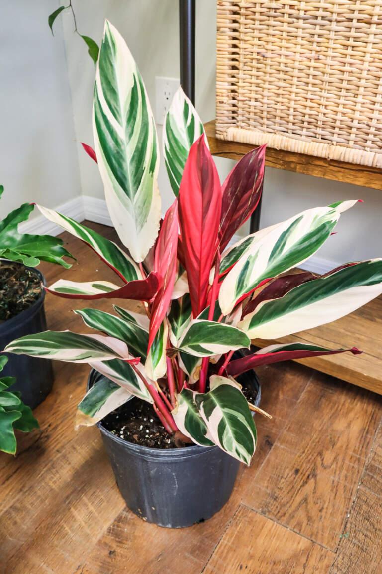 Stromanthe Sanguinea Triostar - View 6 from www redcrocus com