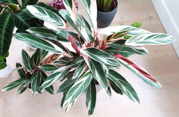 Stromanthe Sanguinea Triostar - View 7 from www redcrocus com