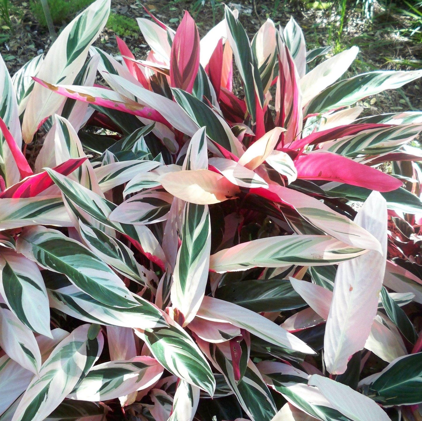 Stromanthe Sanguinea Triostar - View 8 from www redcrocus com