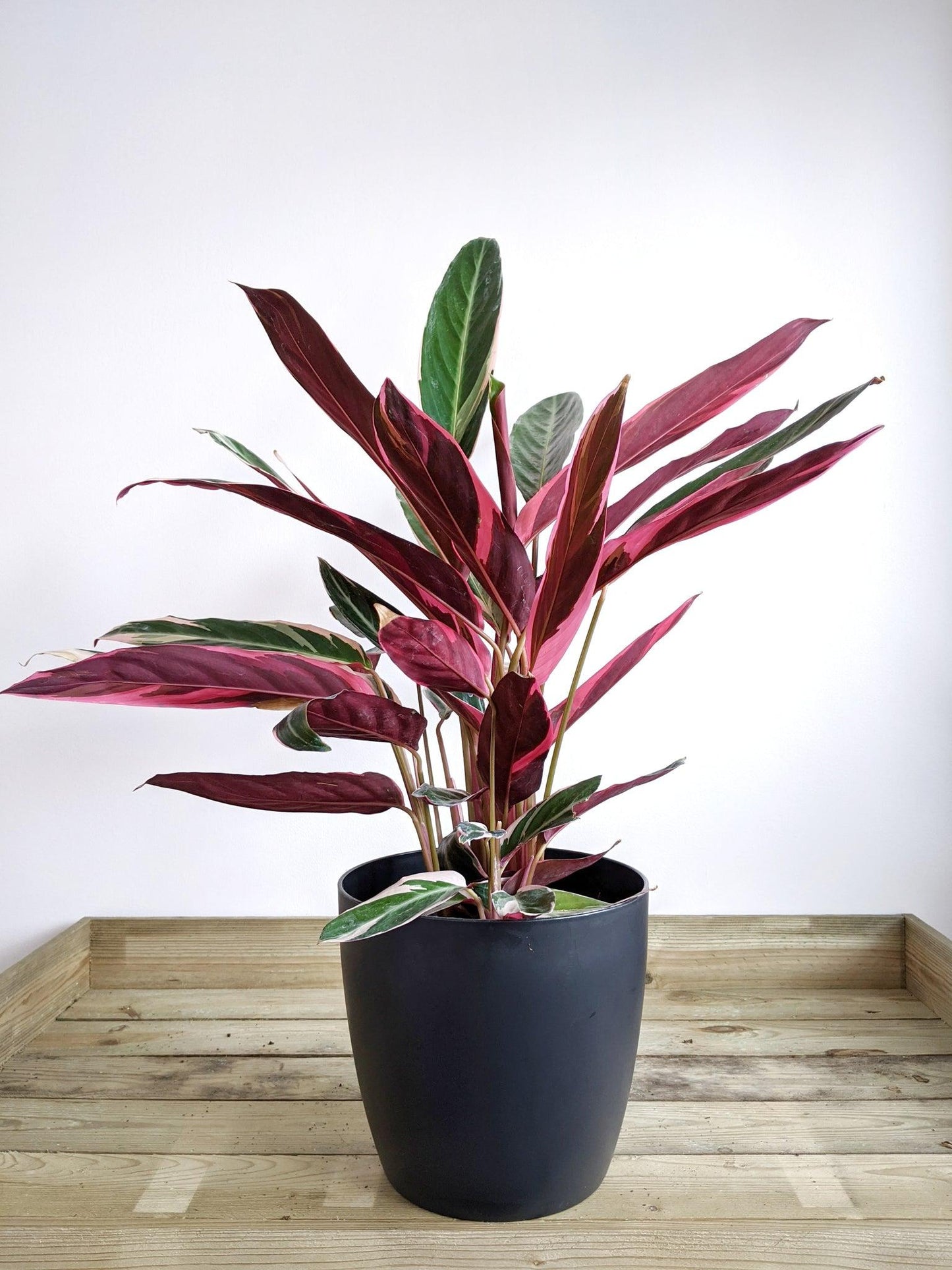 Stromanthe Sanguinea Triostar - View 9 from www redcrocus com