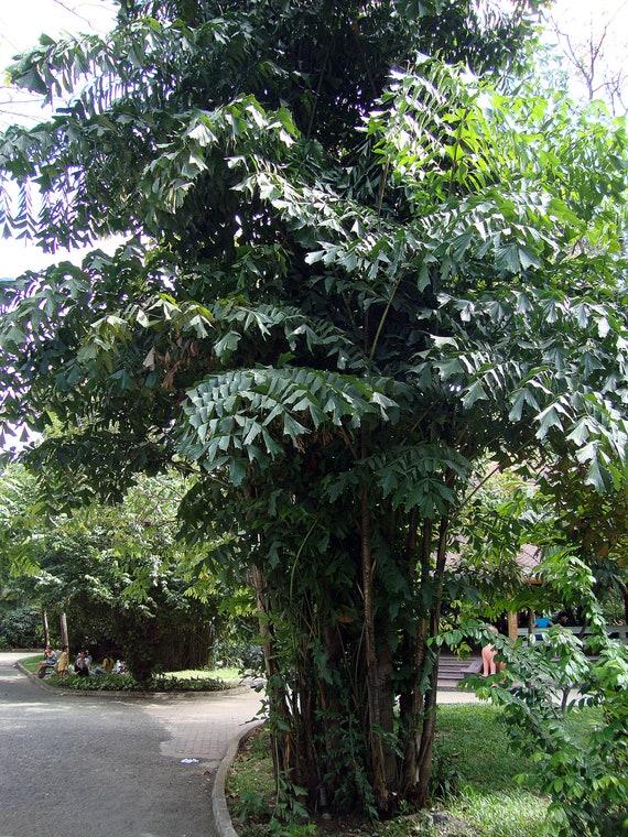 Palm, Caryota Mitis - View 10 from www redcrocus com