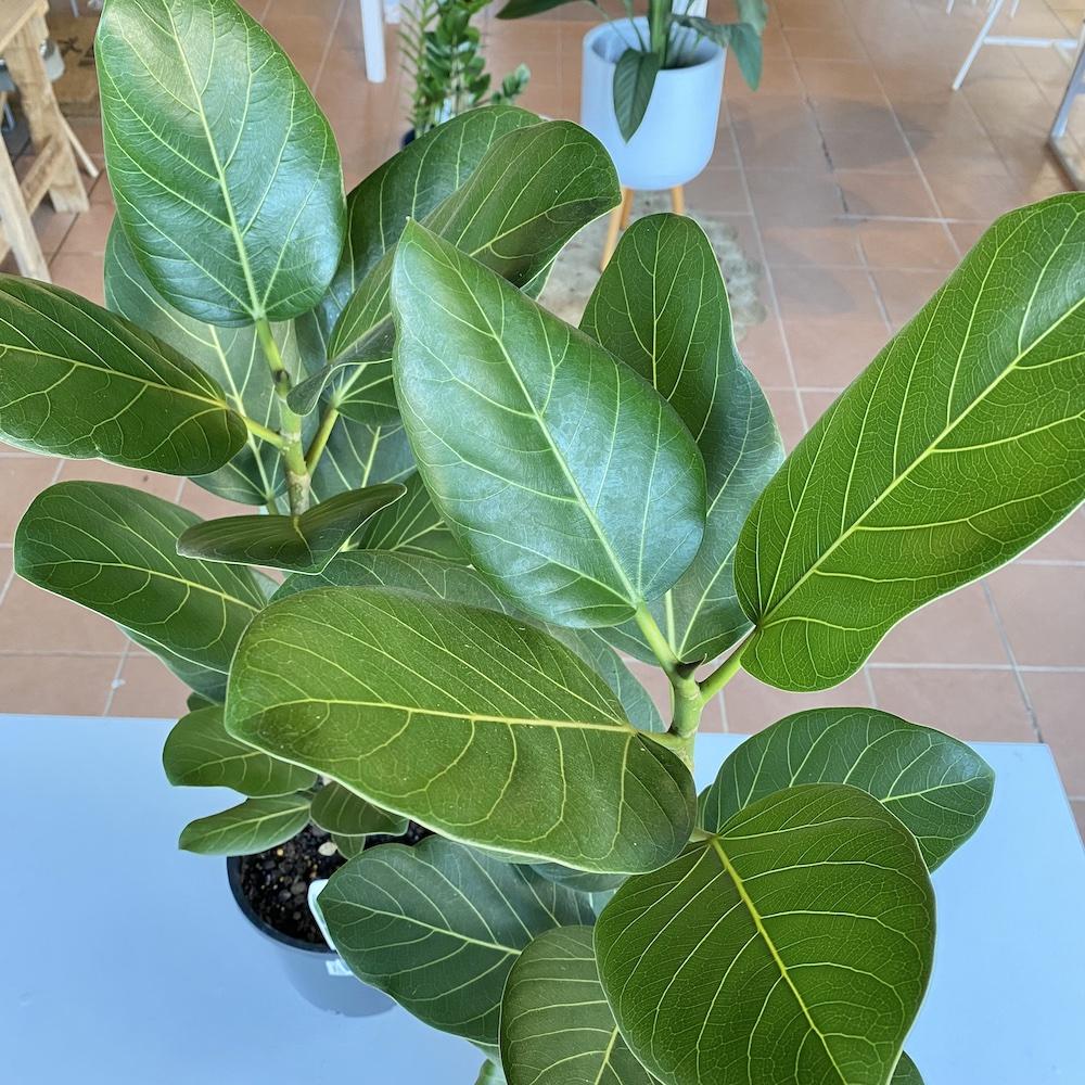 Ficus Audrey - View 10 from www redcrocus com
