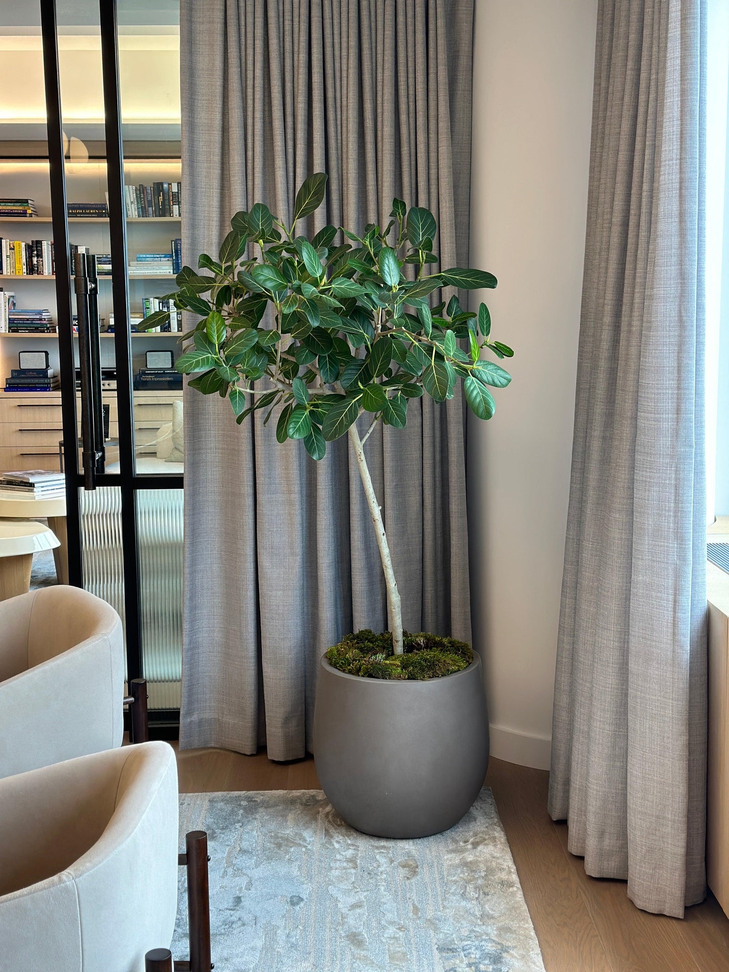 Ficus Audrey - View 11 from www redcrocus com