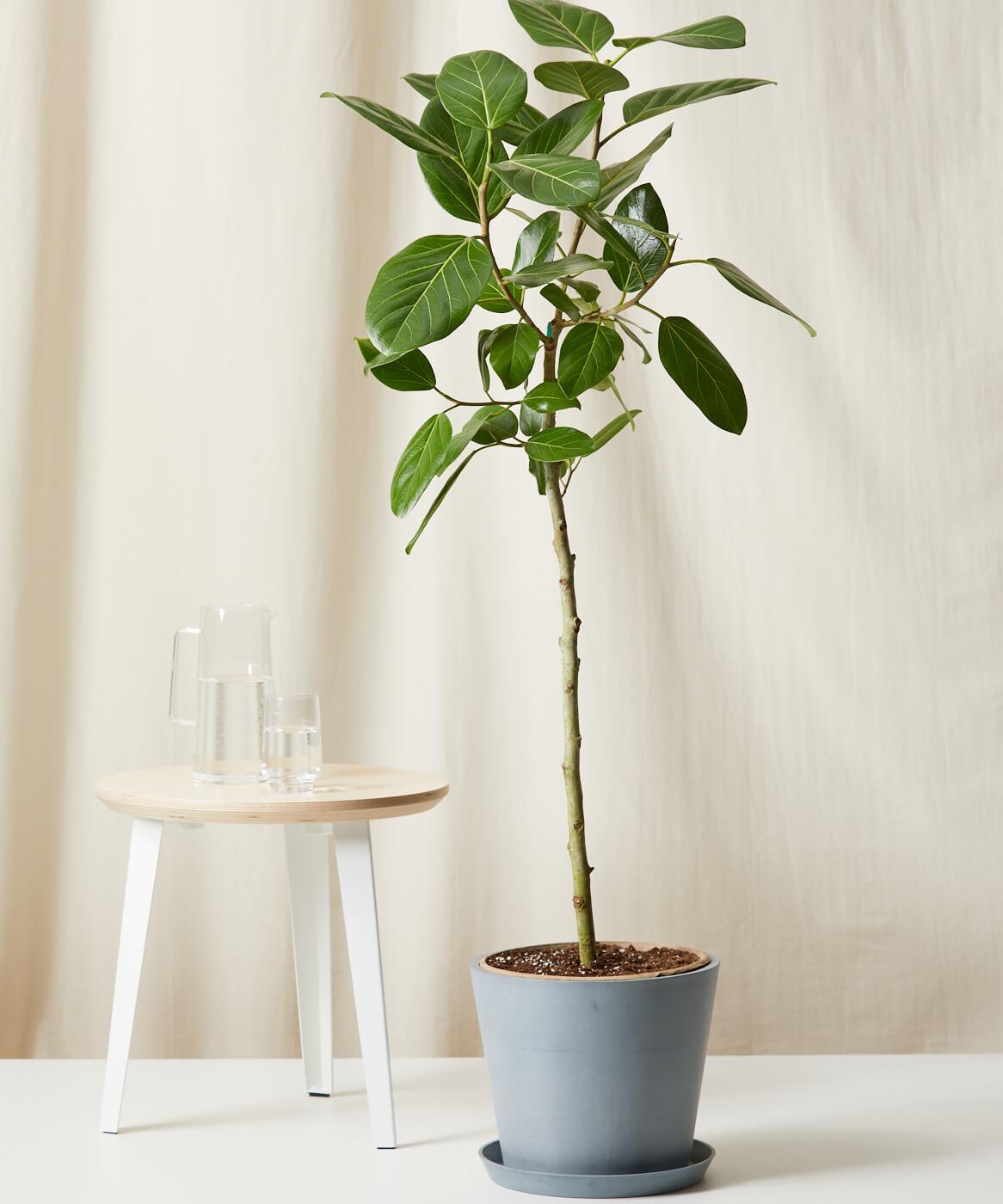 Ficus Audrey - View 12 from www redcrocus com