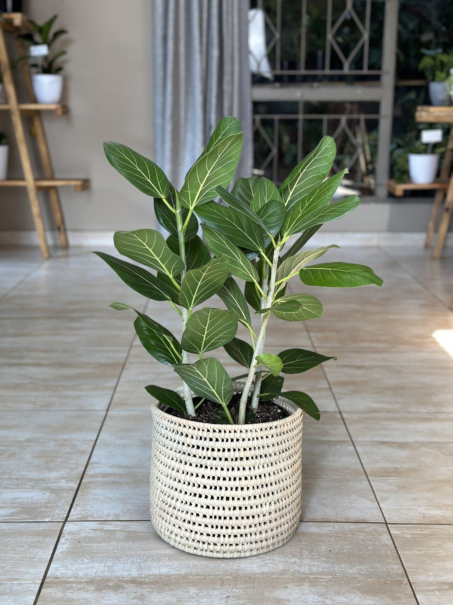 Ficus Audrey - View 13 from www redcrocus com