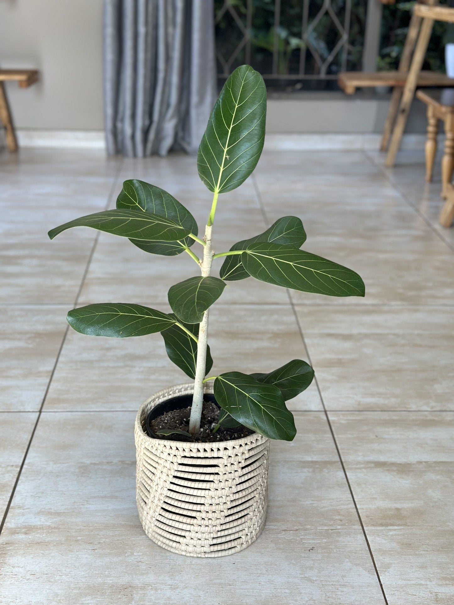 Ficus Audrey - View 16 from www redcrocus com