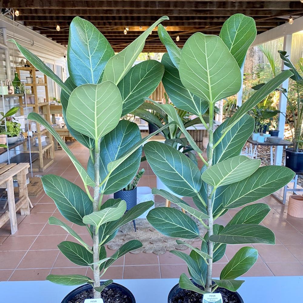 Ficus Audrey - View 18 from www redcrocus com