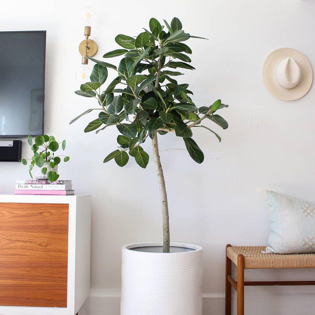 Ficus Audrey - View 2 from www redcrocus com