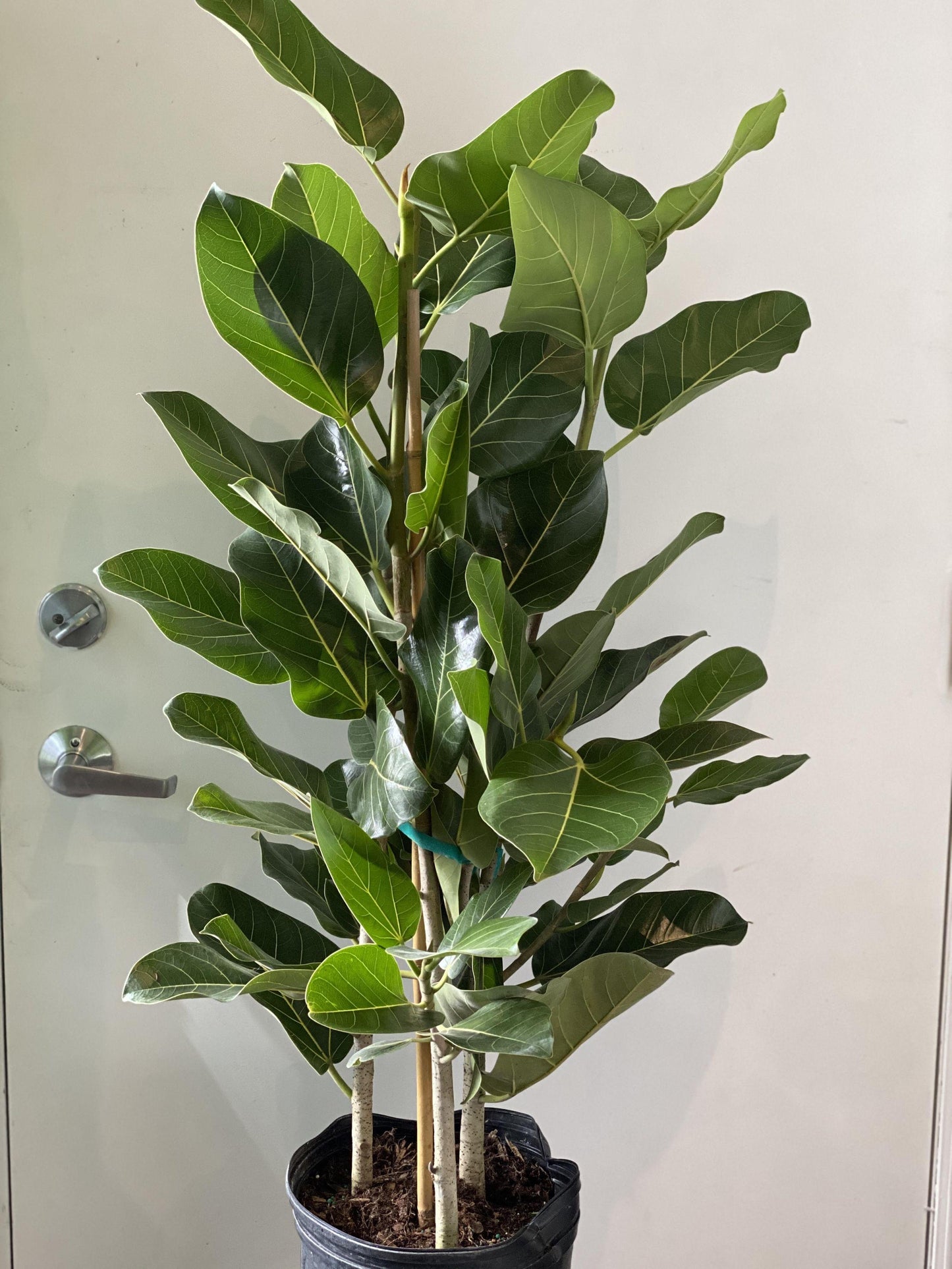 Ficus Audrey - View 3 from www redcrocus com
