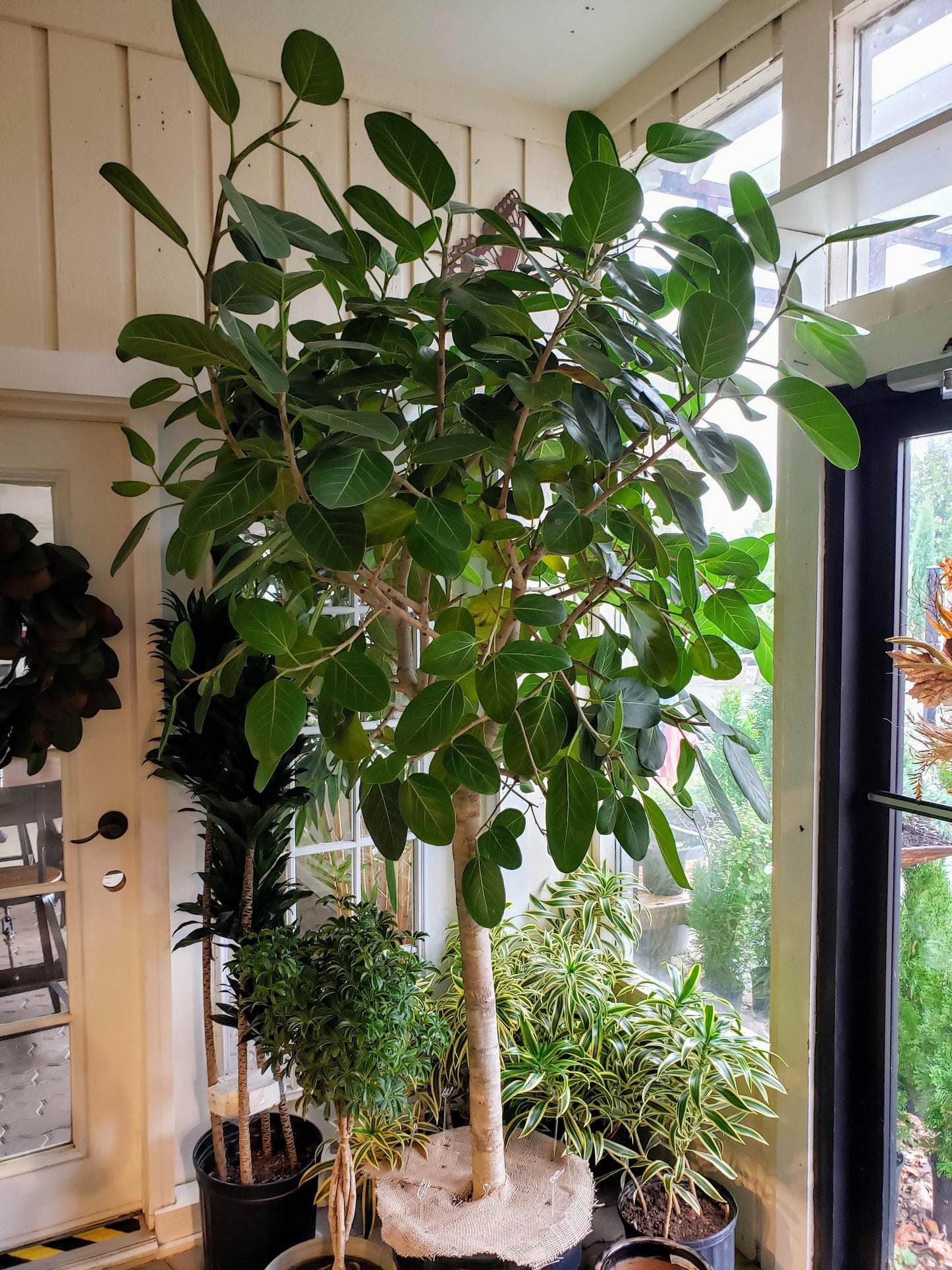 Ficus Audrey - View 6 from www redcrocus com