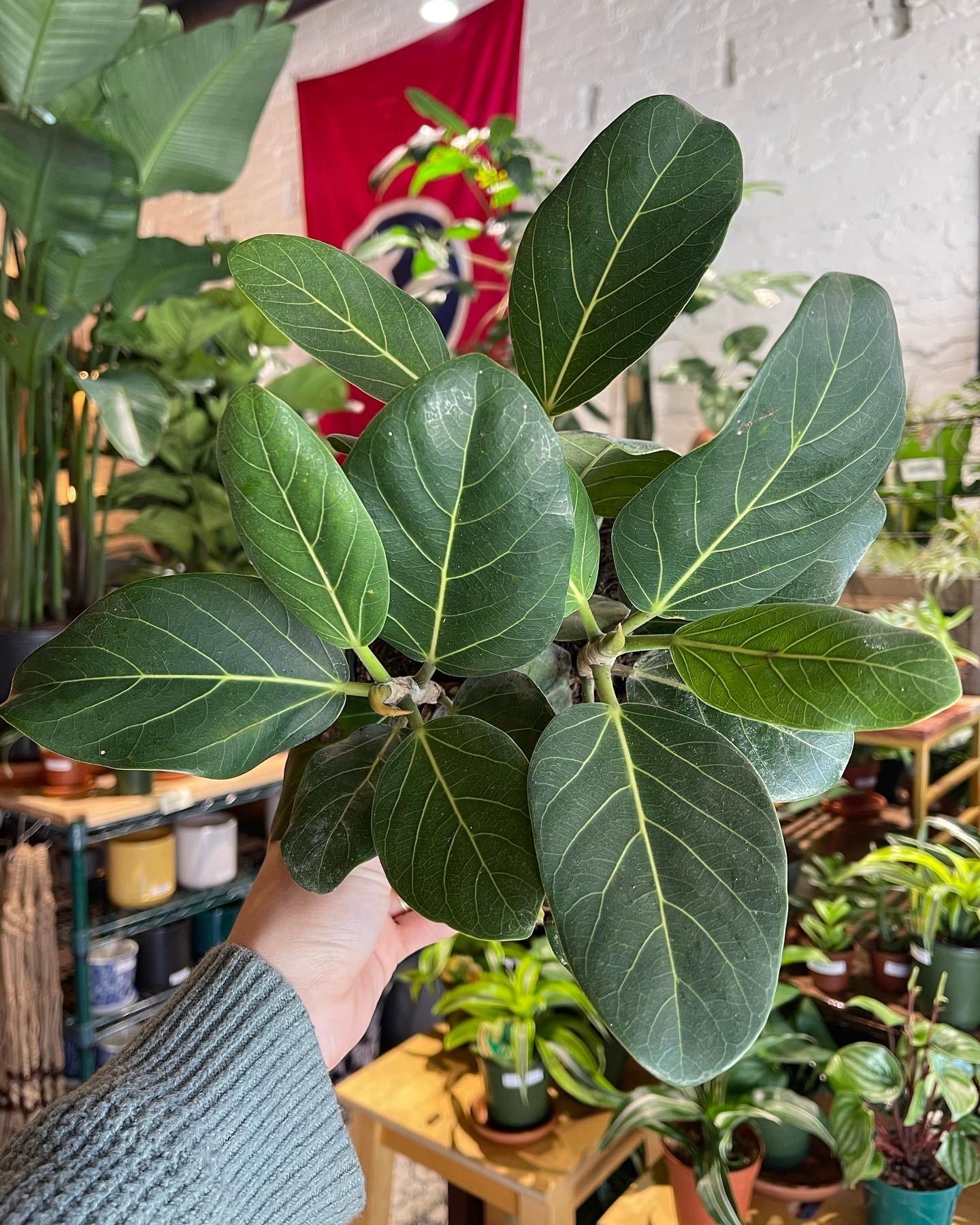 Ficus Audrey - View 7 from www redcrocus com