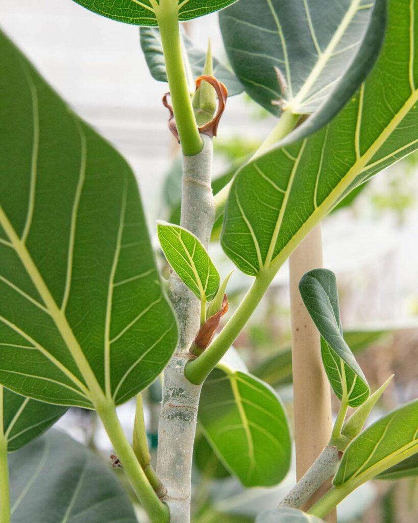 Ficus Audrey - View 8 from www redcrocus com