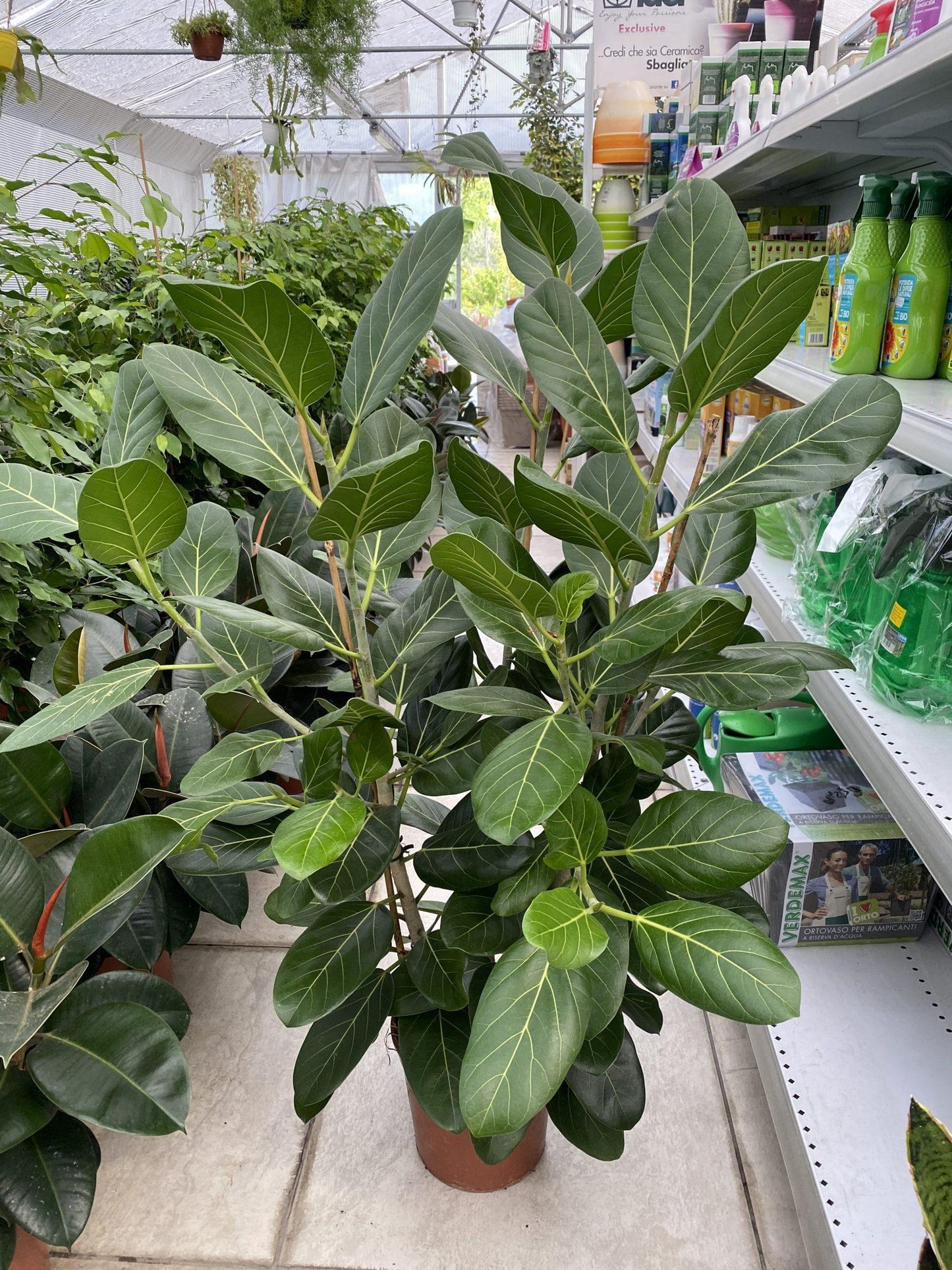Ficus Audrey - View 9 from www redcrocus com