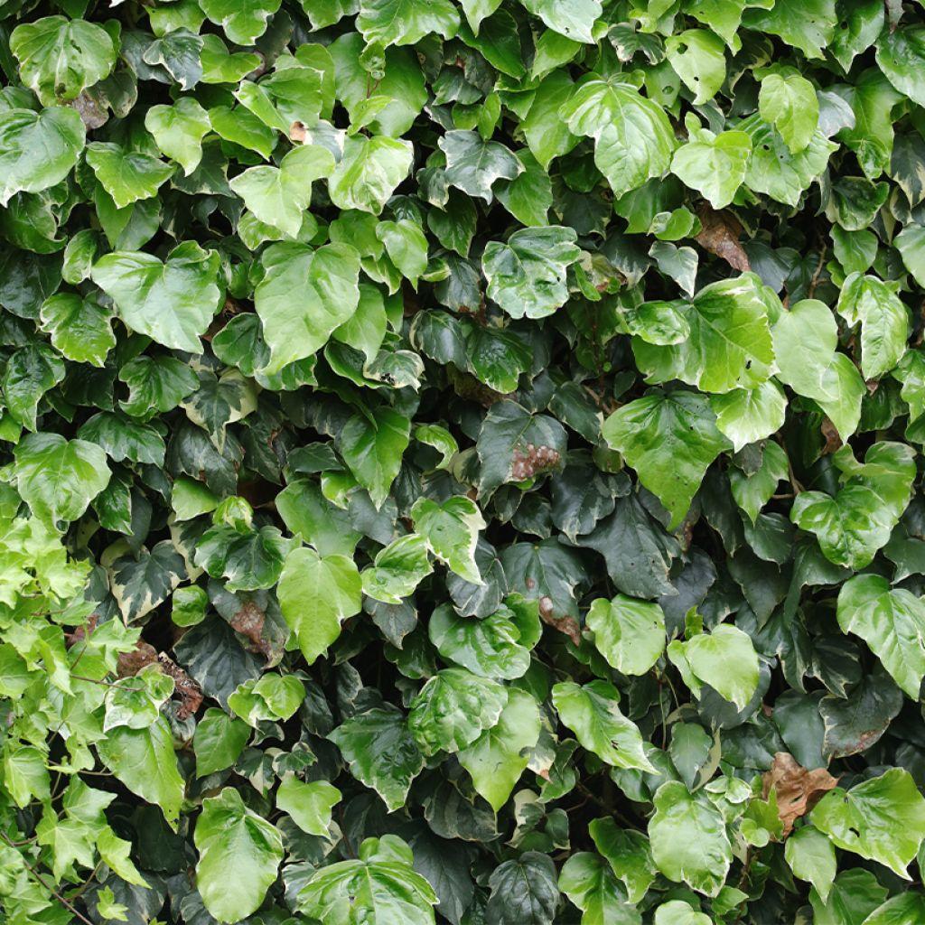 Hedera Algeriensis, Assorted - View 9 from www redcrocus com